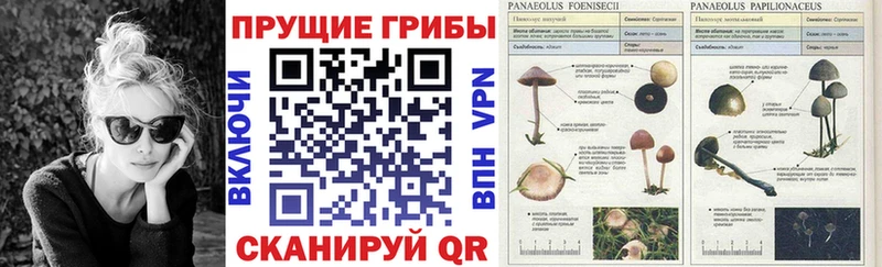 Псилоцибиновые грибы прущие грибы  хочу   Кисловодск 
